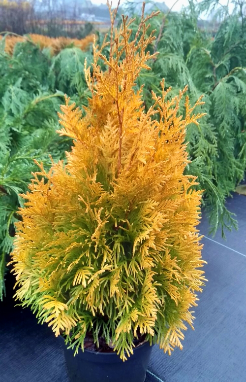 Thuja occidentalis 'Yellow Diamond ®'